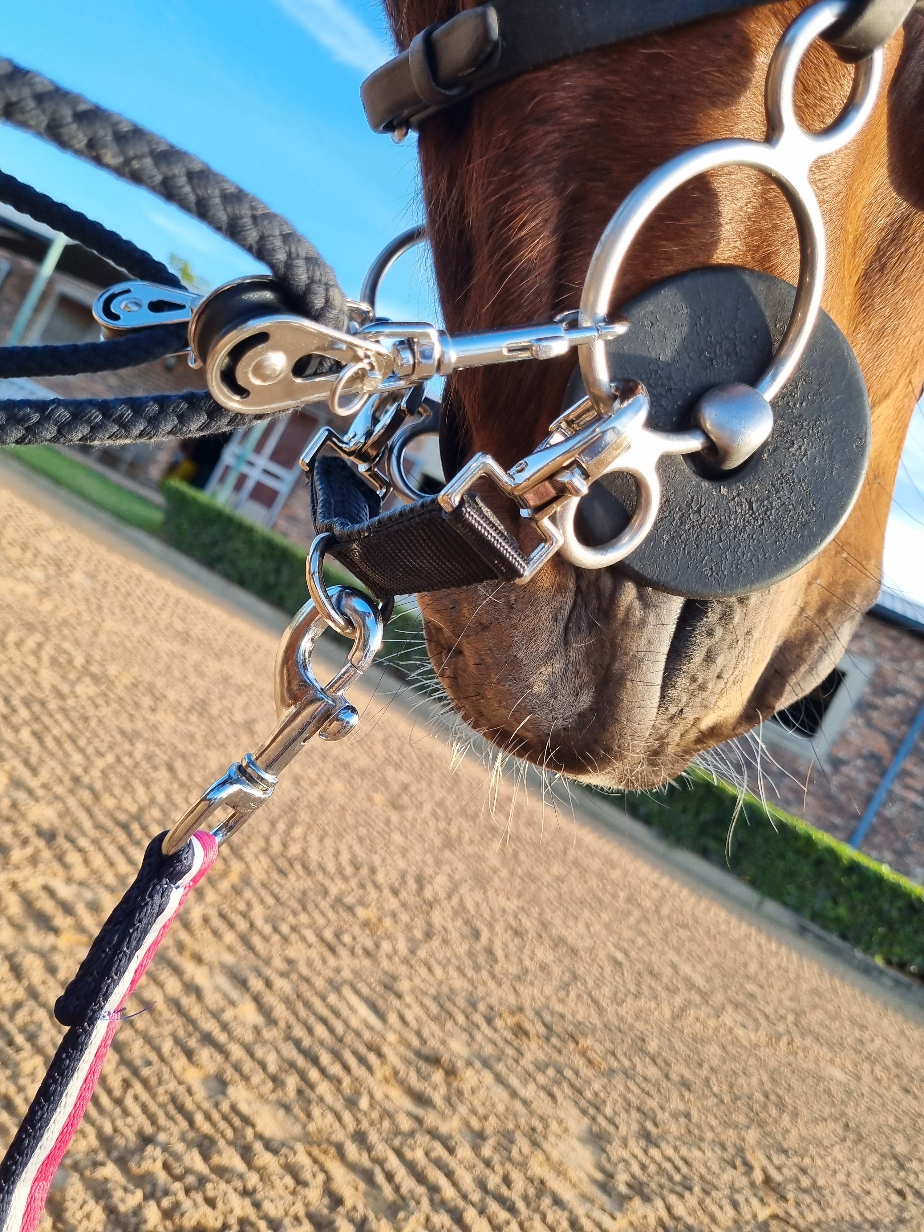 Lunging Connector Comfort Solo